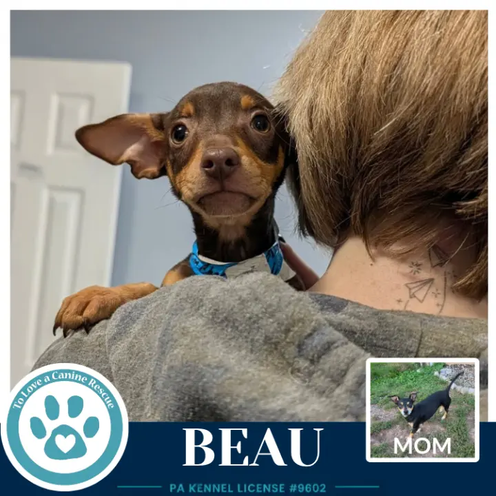 Beau (Scooters Skittles) 100326