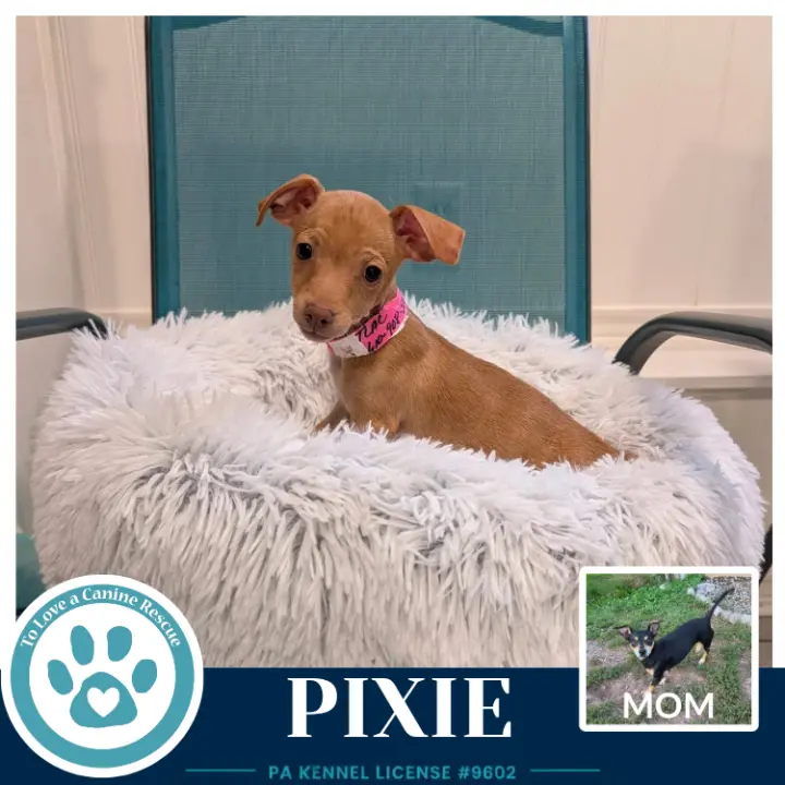 Pixie (Scooters Skittles) 100326