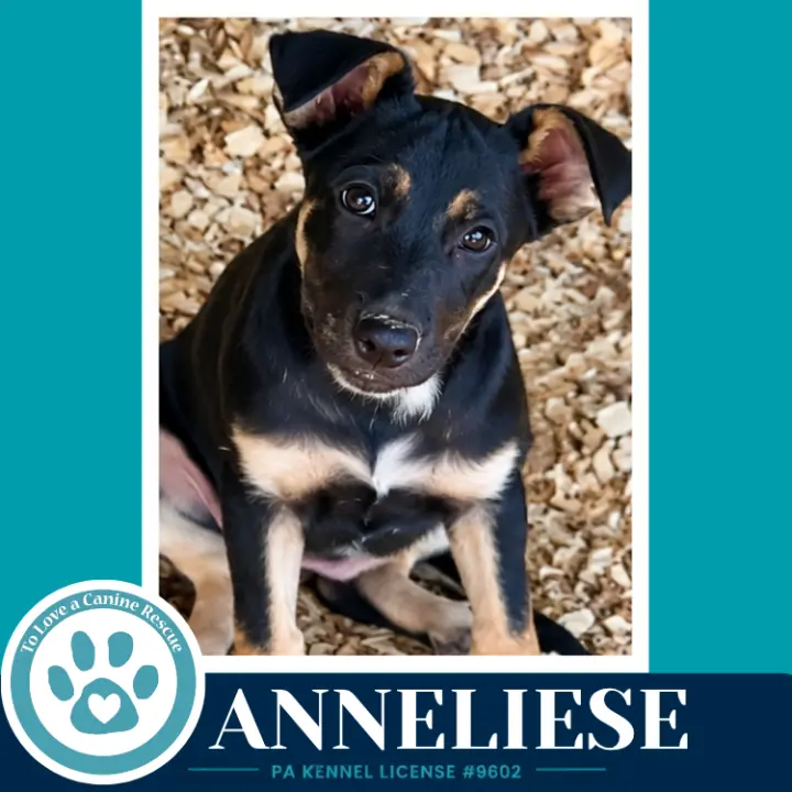 Anneliese (Prost Pups) 100326