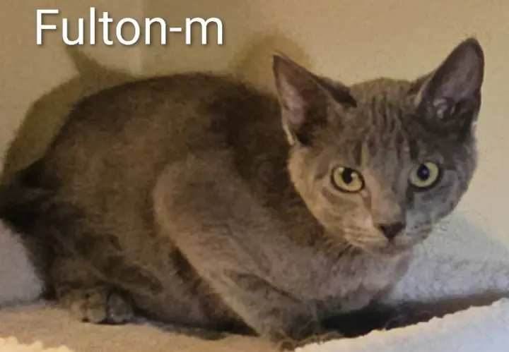 Fulton