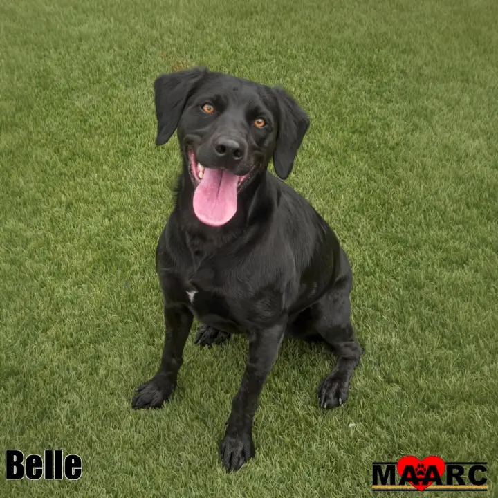 Belle