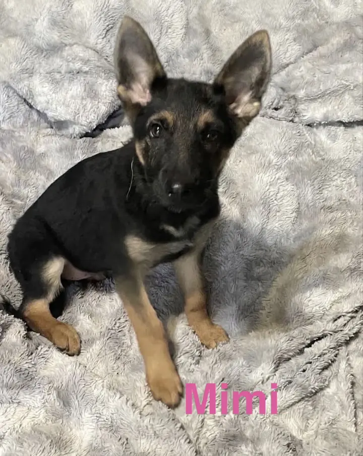 Mimi