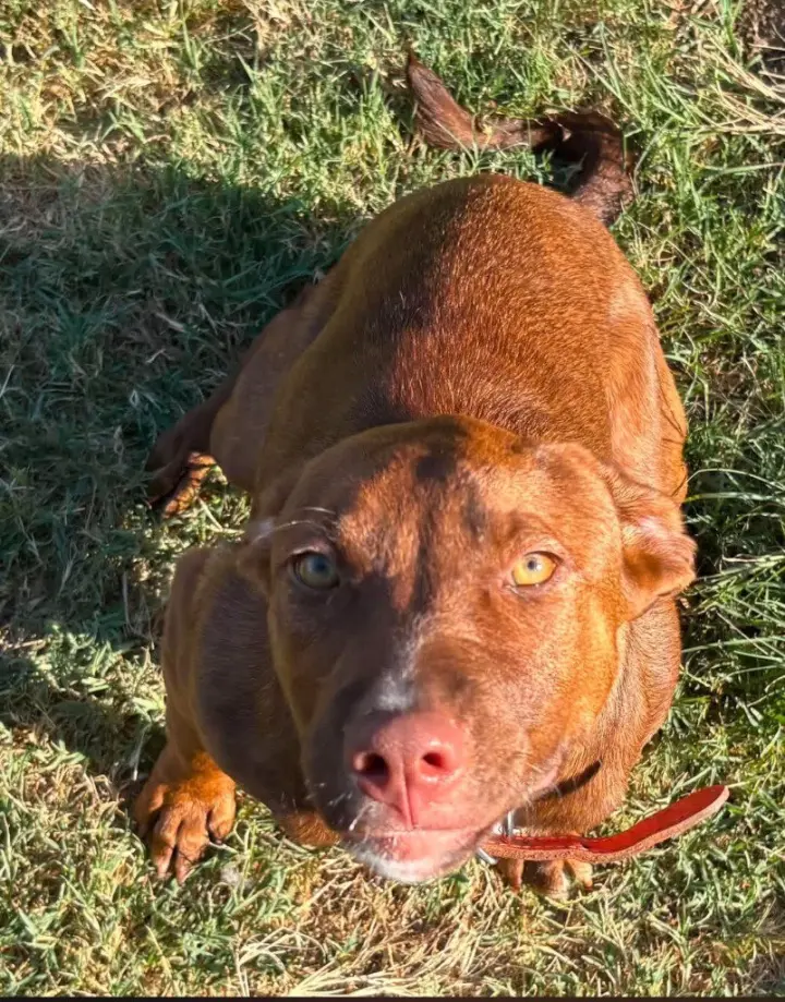 Cinnamon