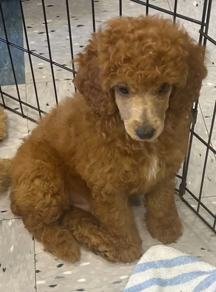 Bently