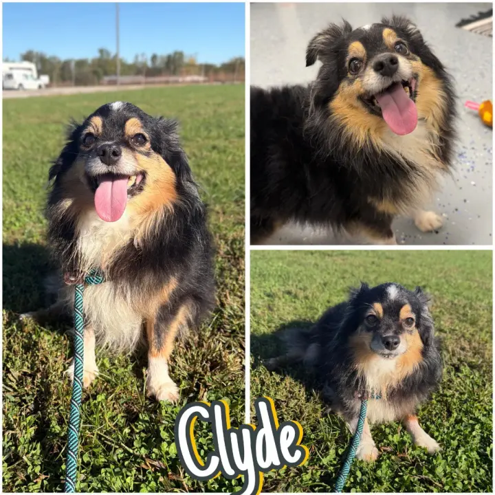 Clyde