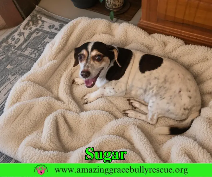 Sugar