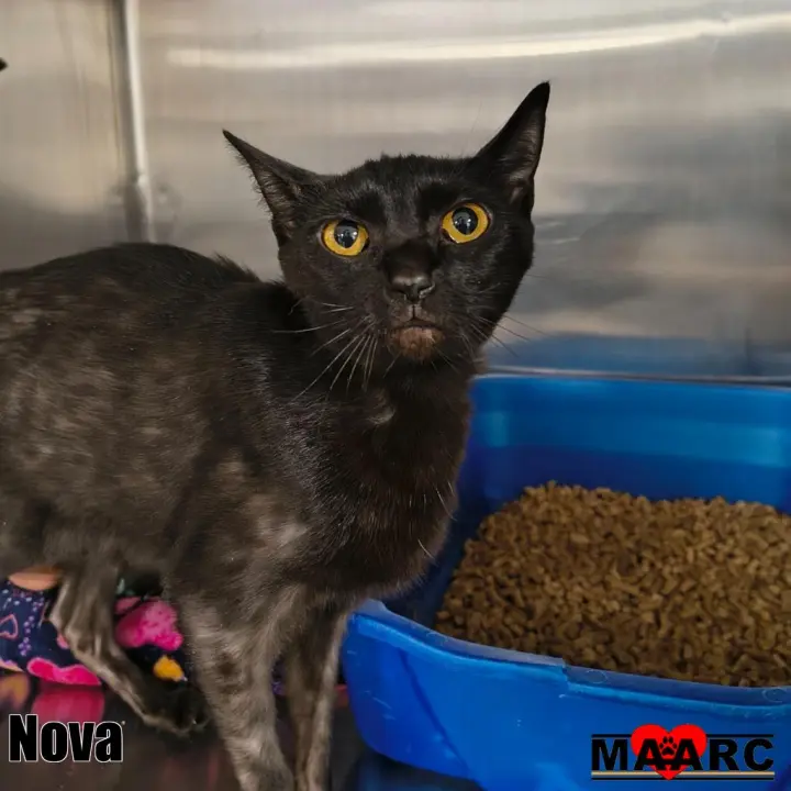 Nova
