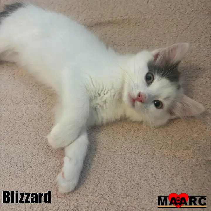 Blizzard