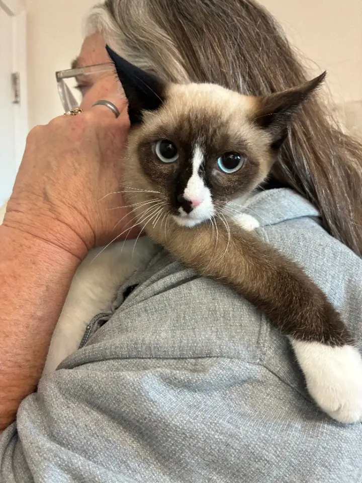 Kitten - Yuki