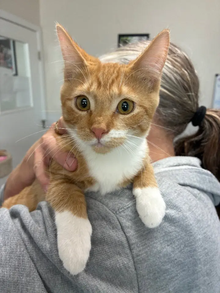 Kitten - Poppy