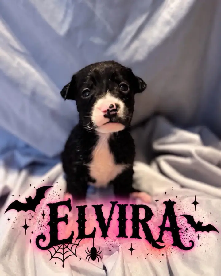 Elvira