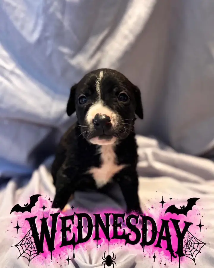 Wednesday