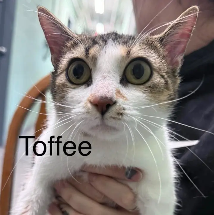 Toffee