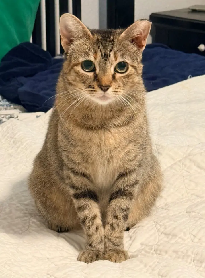 Mocha