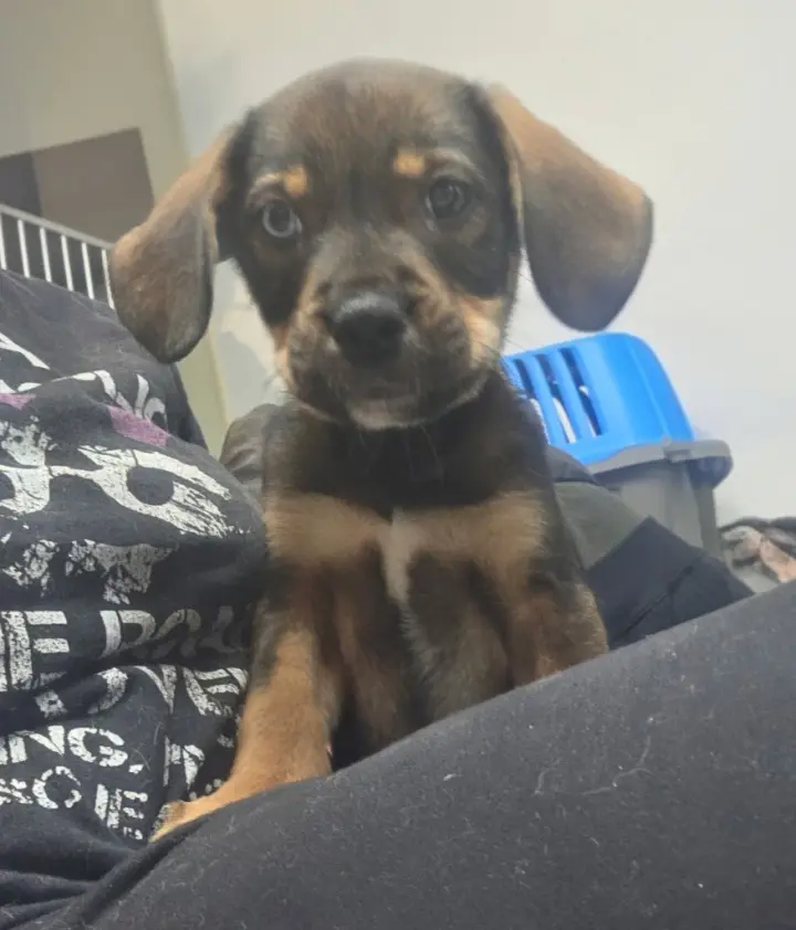 Darla