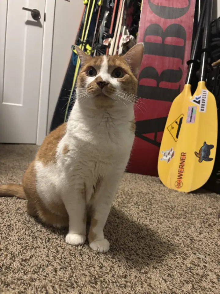 Jessie