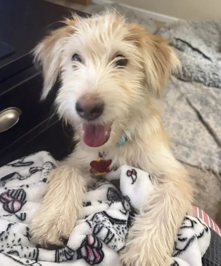 Sammy