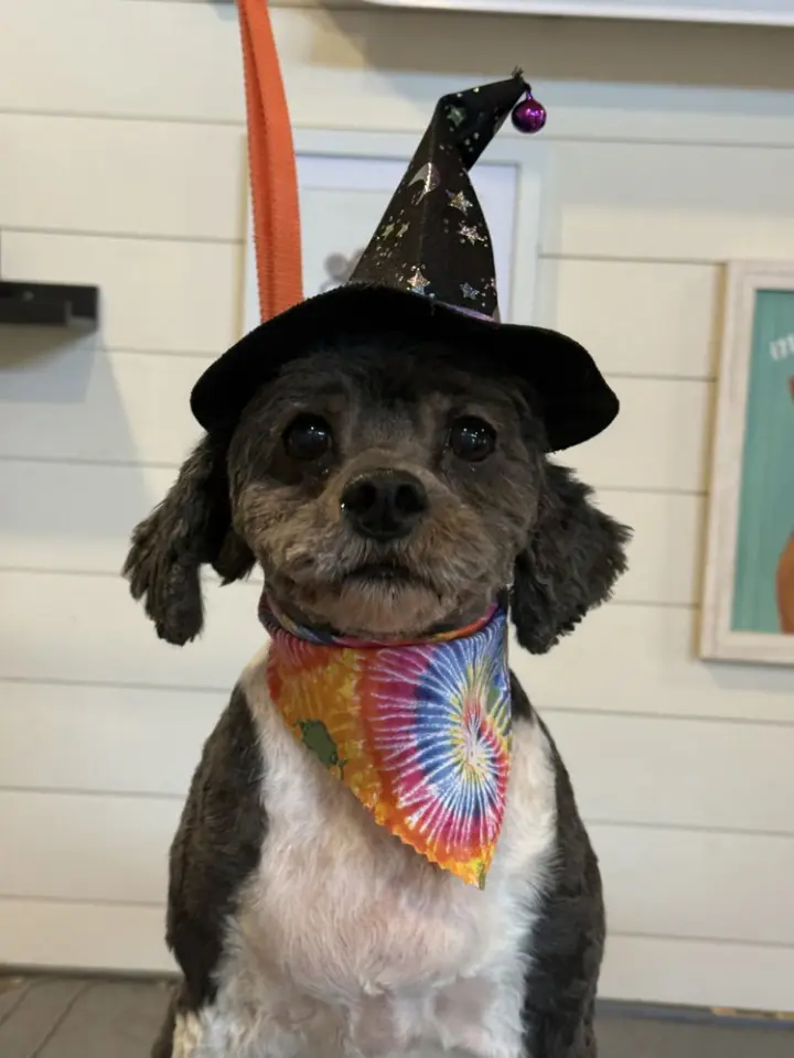 Piper