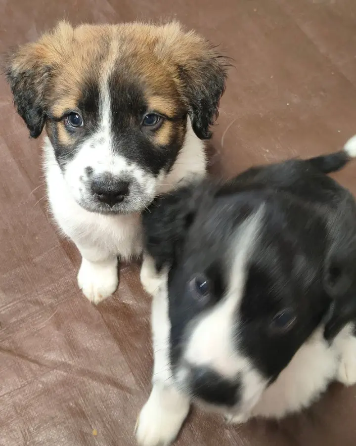 Candy Bars : Rolo