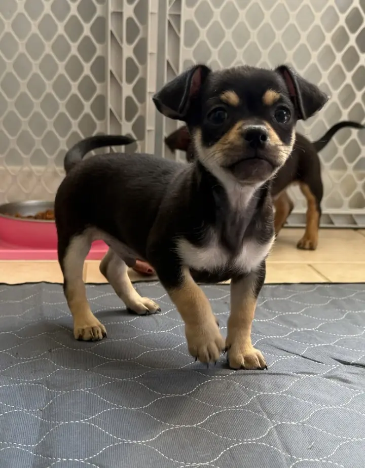 Sons of Dracula : Homer