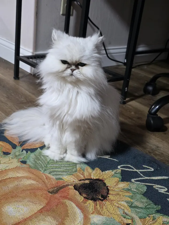 Kiki Diva