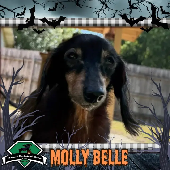 Molly Belle