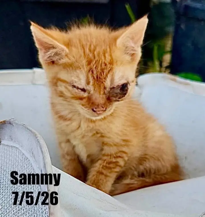 Sammy