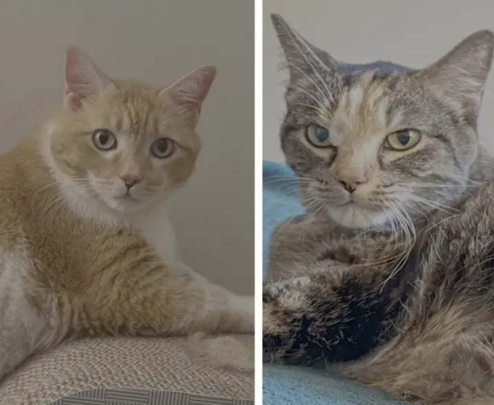 Leah / Simba