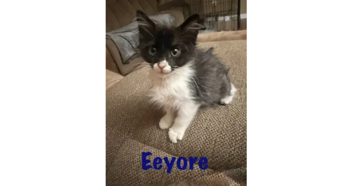 Eeyore