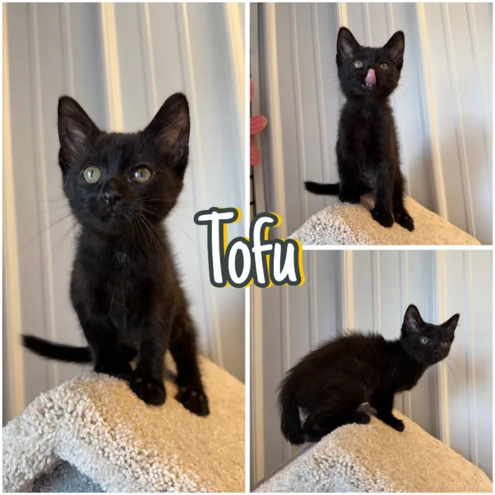 Tofu