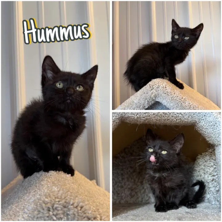 Hummus