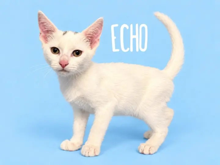 Echo (Courtesy Post)