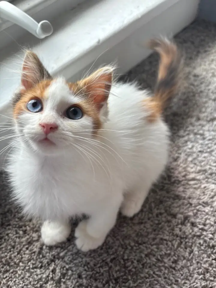 Flea Bag- In Foster - Call for appt