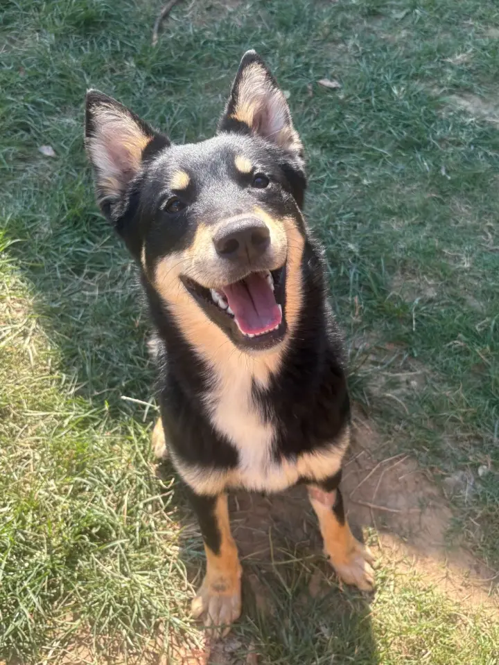 261447  Chekov