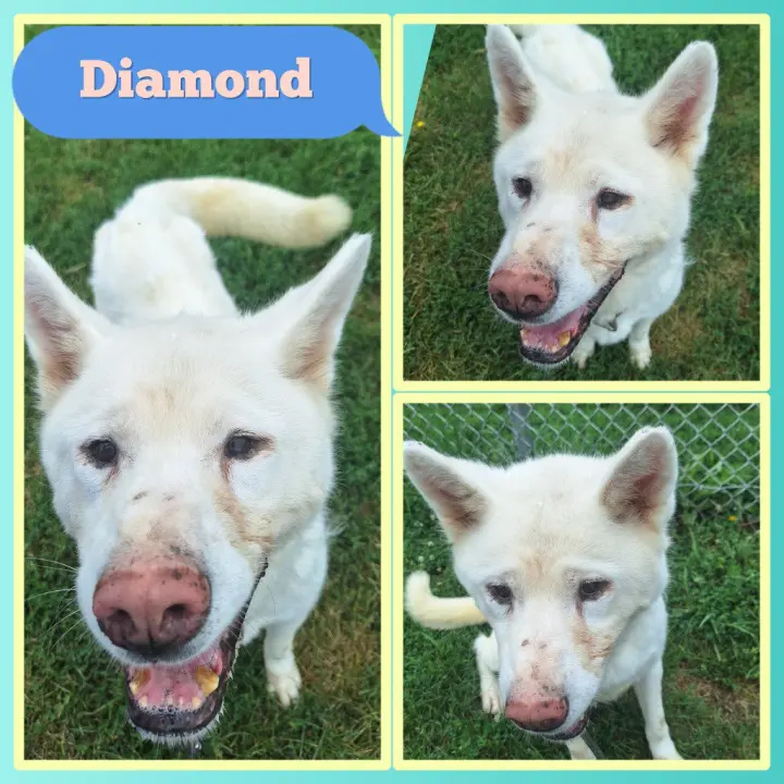 Diamond