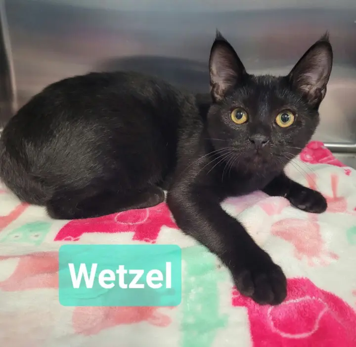 Wetzel