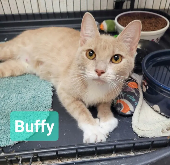 Buffy