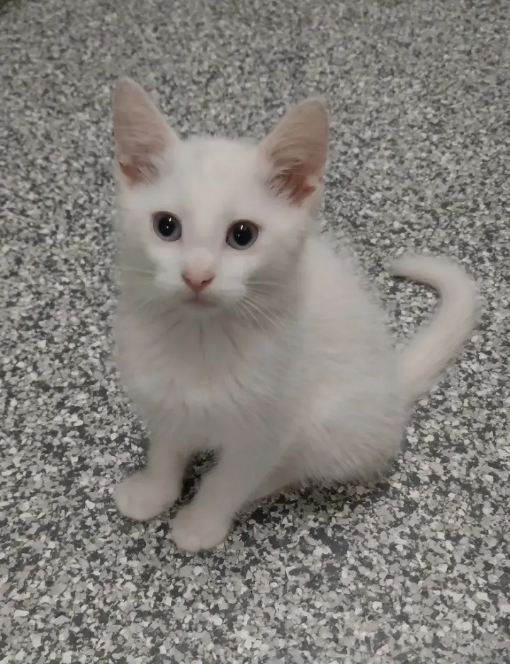 Rick * IN FOSTER *