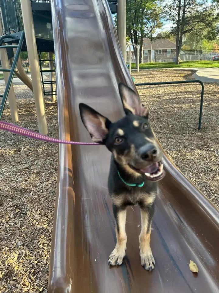 Pippa