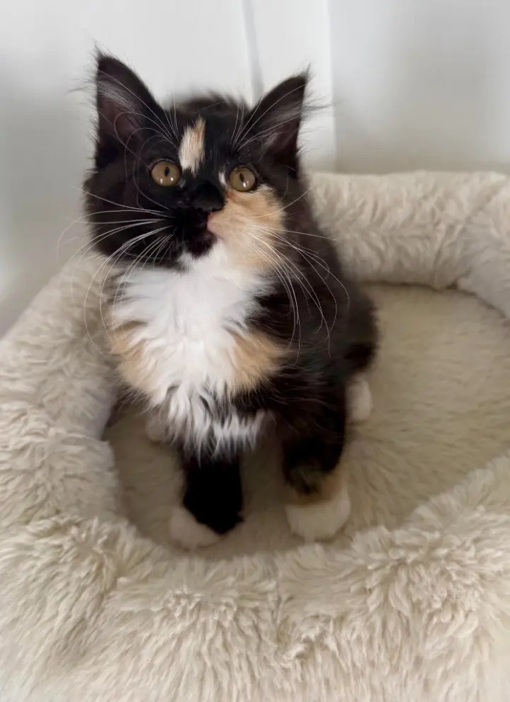 Penny