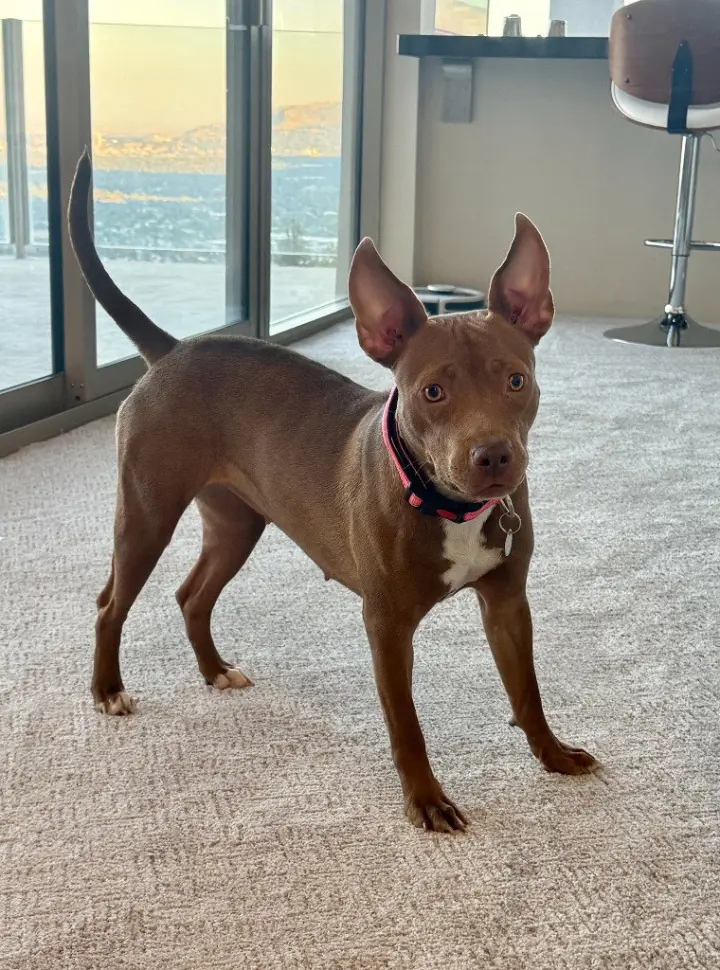 Goldie