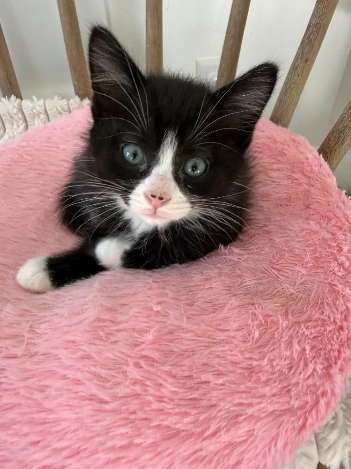 Georgie