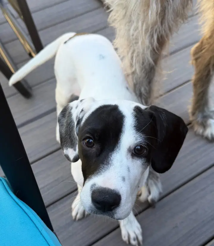 Dottie