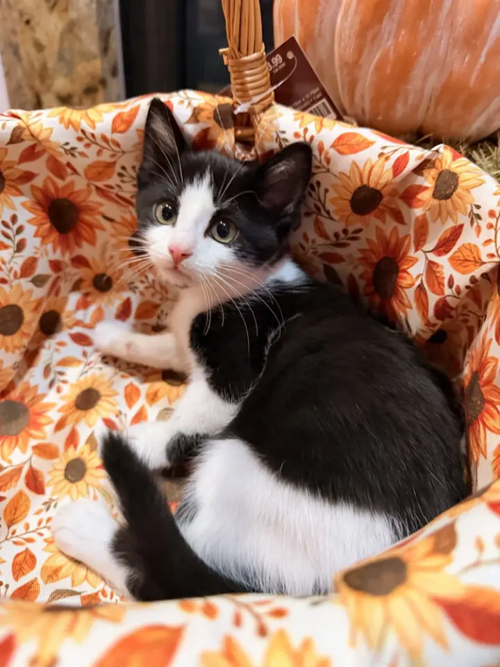 Disney Kitties : Giselle