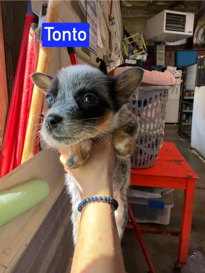 KP Tonto