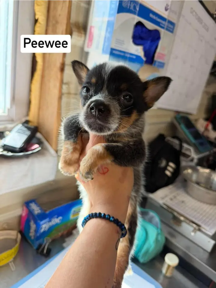 KP  PeeWee