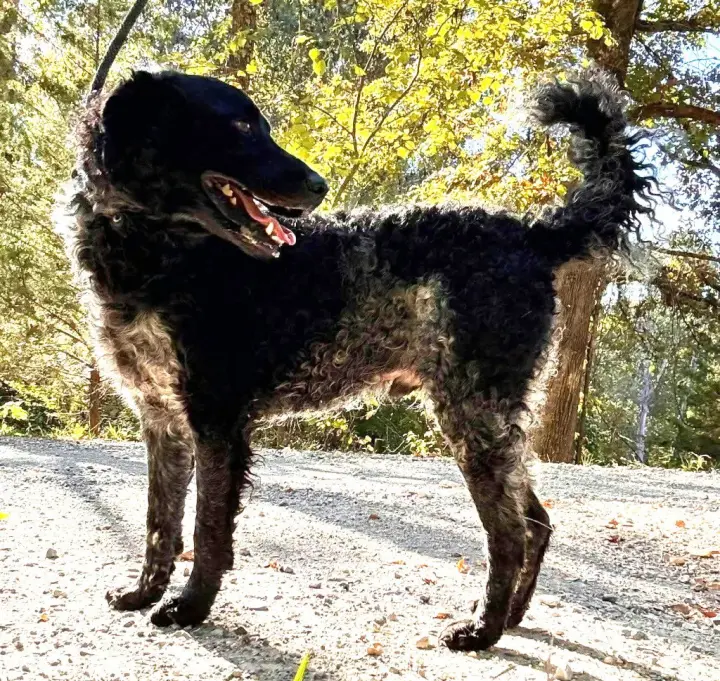 Zoomer