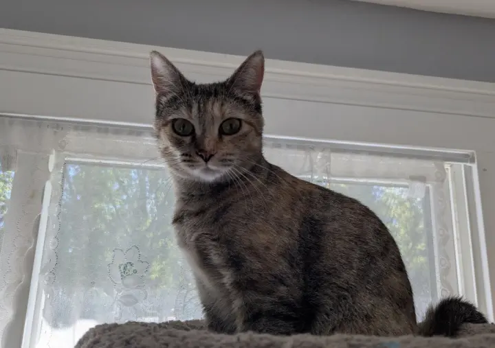 Miss Violet