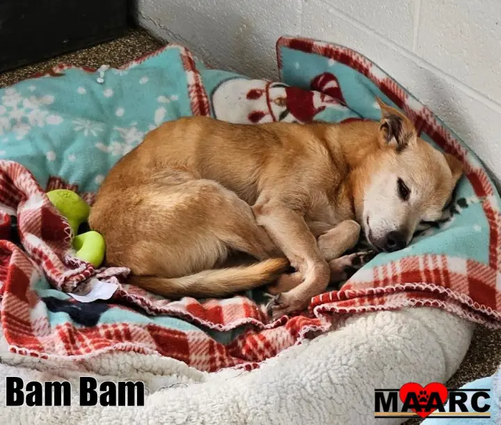 Bam Bam