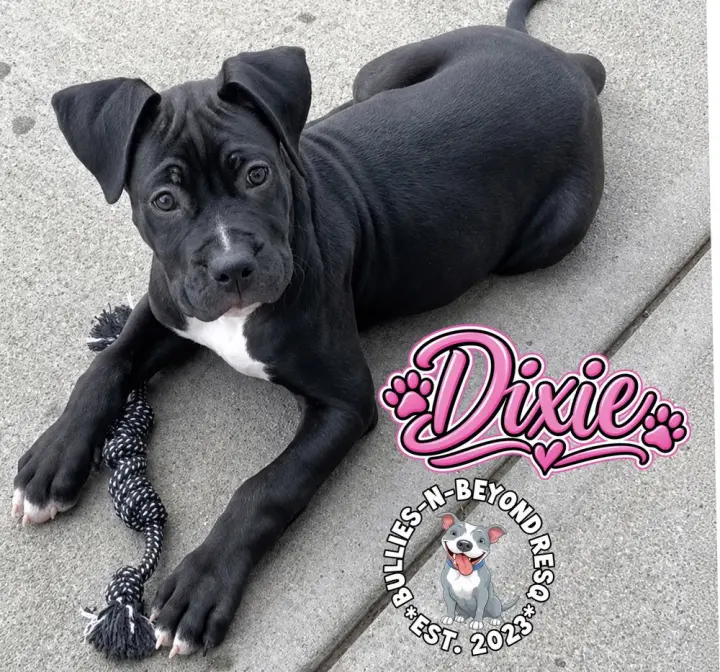 Dixie